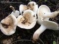 Hygrophorus pseudodiscoideus